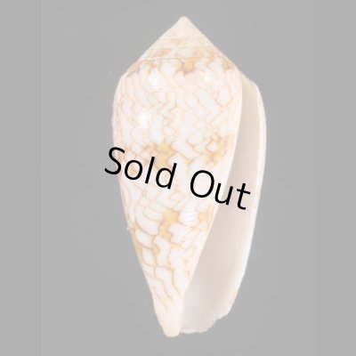 アクアタガヤサンミナシ (仮称) Conus textile aquatafig.1