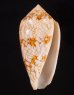 アクアタガヤサンミナシ (仮称) Conus textile aquatafig.1