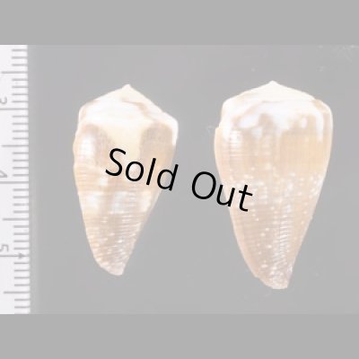 ハイイロミナシ Conus rattusfig.2