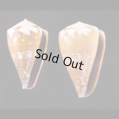 ハイイロミナシ Conus rattusfig.1