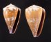 ハイイロミナシ Conus rattusfig.1