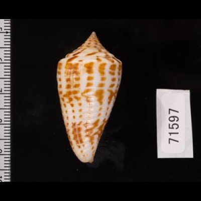 アデンキリンイモ Conus inscriptus adenensisfig.2