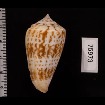 アデンキリンイモ Conus inscriptus adenensisfig.2