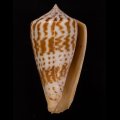 Conus inscriptus adenensis アデンキリンイモ