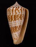 Conus inscriptus adenensis アデンキリンイモ