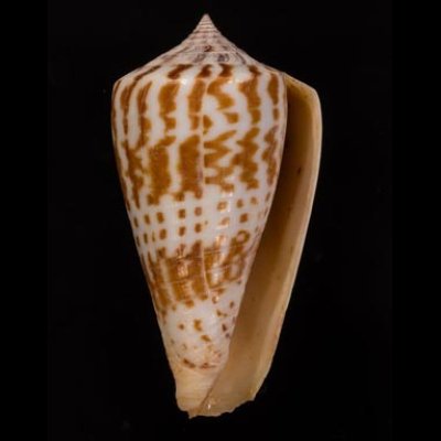 アデンキリンイモ Conus inscriptus adenensisfig.1