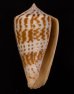 アデンキリンイモ Conus inscriptus adenensisfig.1