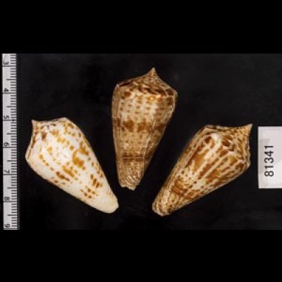 画像2: アデンキリンイモ  SALE!