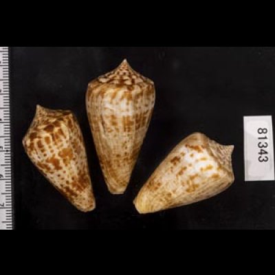 画像2: アデンキリンイモ  SALE!