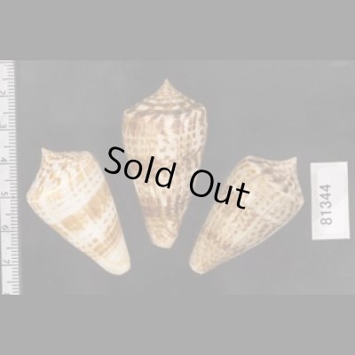 画像2: アデンキリンイモ  SALE!