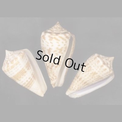 画像1: アデンキリンイモ  SALE!