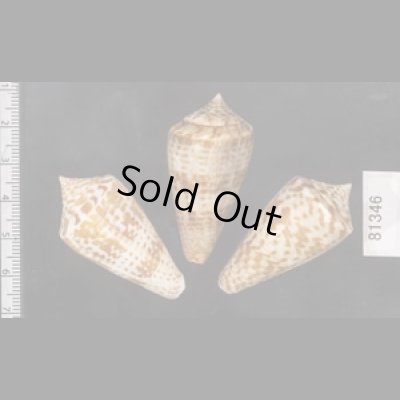 画像2: アデンキリンイモ  SALE!