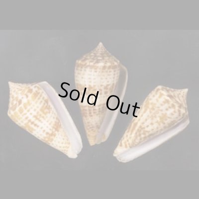 画像1: アデンキリンイモ  SALE!