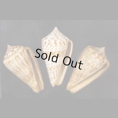 画像1: アデンキリンイモ  SALE!