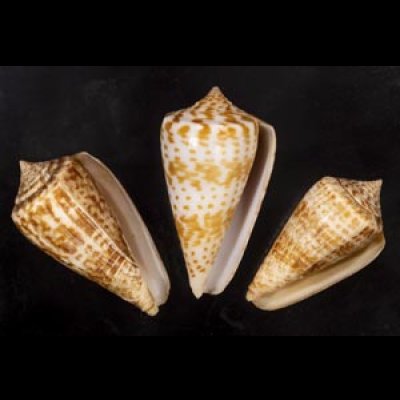 画像1: アデンキリンイモ  SALE!