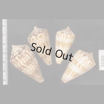 画像2: アデンキリンイモ  SALE!