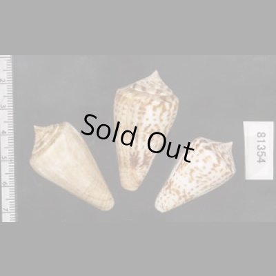 画像2: アデンキリンイモ  SALE!