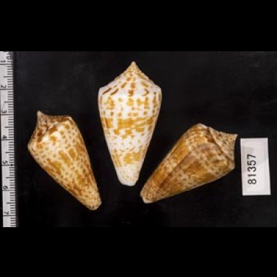 画像2: アデンキリンイモ  SALE!