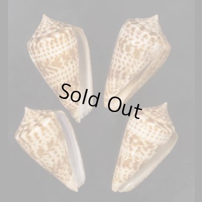 画像1: アデンキリンイモ  SALE!