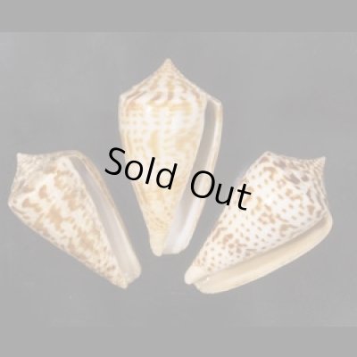 画像1: アデンキリンイモ  SALE!