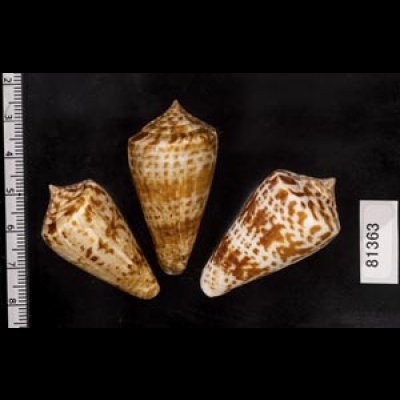 画像2: アデンキリンイモ  SALE!