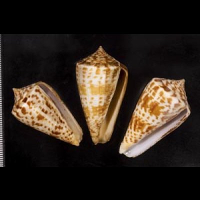 画像1: アデンキリンイモ  SALE!