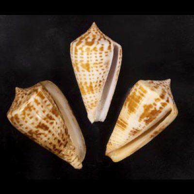 画像1: アデンキリンイモ  SALE!