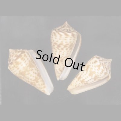 画像1: アデンキリンイモ  SALE!