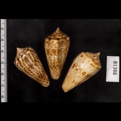 画像2: アデンキリンイモ  SALE!