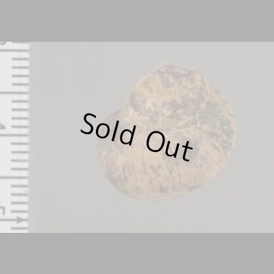 画像2: ビロードラナオタニシ 未詳