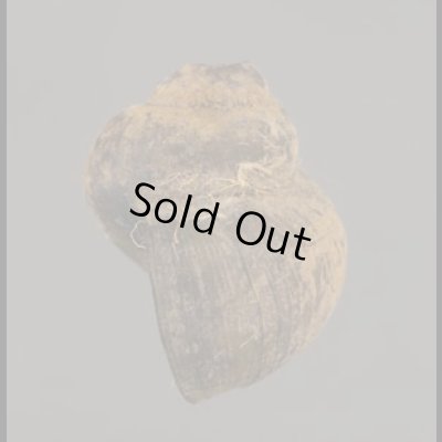 画像3: ビロードラナオタニシ 未詳