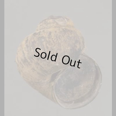 画像1: ビロードラナオタニシ 未詳