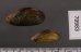 サザナミヌマガイ (仮称) Scabies phaselusfig.2