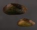 サザナミヌマガイ (仮称) Scabies phaselusfig.1