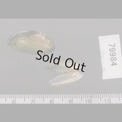 サザナミヌマガイ (仮称) Scabies phaselusfig.2