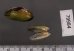 サザナミヌマガイ (仮称) Scabies phaselusfig.2