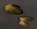 サザナミヌマガイ (仮称) Scabies phaselusfig.1
