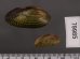サザナミヌマガイ (仮称) Scabies phaselusfig.2