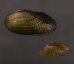 サザナミヌマガイ (仮称) Scabies phaselusfig.1
