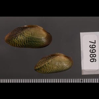 サザナミヌマガイ (仮称) Scabies phaselusfig.2