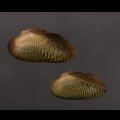 サザナミヌマガイ (仮称)