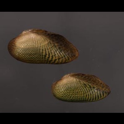 サザナミヌマガイ (仮称) Scabies phaselusfig.1