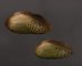 サザナミヌマガイ (仮称) Scabies phaselusfig.1
