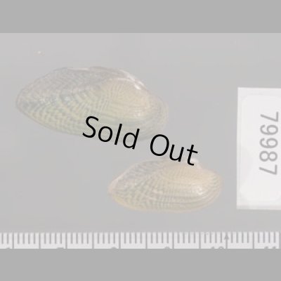 サザナミヌマガイ (仮称) Scabies phaselusfig.2