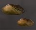 サザナミヌマガイ (仮称) Scabies phaselusfig.1