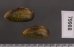 サザナミヌマガイ (仮称) Scabies phaselusfig.2