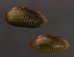 サザナミヌマガイ (仮称) Scabies phaselusfig.1