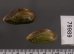 サザナミヌマガイ (仮称) Scabies phaselusfig.2