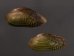 サザナミヌマガイ (仮称) Scabies phaselusfig.1