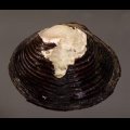 ラナオシジミ 未詳